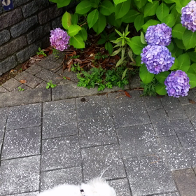 風のイタズラの画像