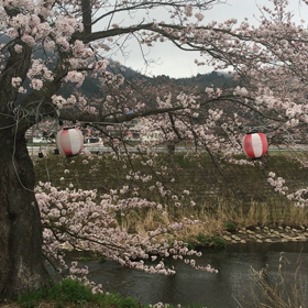桜、今年もみれましたの画像