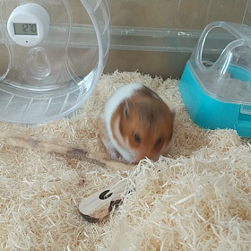 一心不乱にリンゴの木をかじるハムスターの画像