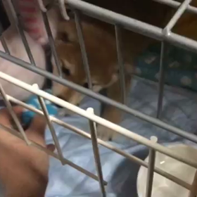 ボール取りのﾚｯｽﾝ……の画像