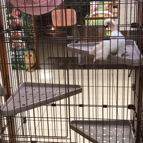 モンチビのネコちゃんฅ(^ω^ฅ) ﾆｬ～　ᗦ↞◃ ᗦ↞◃ ᗦ↞◃ ᗦ↞◃の画像