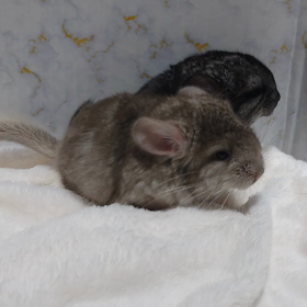 チンチラ販売の画像