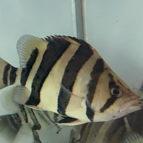 リアルバンドショート売約！！！の画像