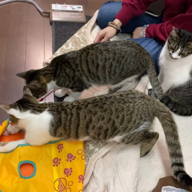 エビフリャ〜は何処ニャ〜の画像