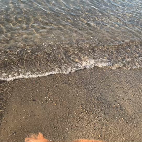 2月5日14わんこと2時間遠足　　お台場の画像