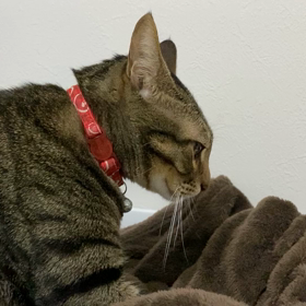 お兄ちゃんのフミフミと小さな虫に遭遇里桜の大冒険の画像