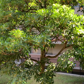 あなたの思う夏ソングは？の画像