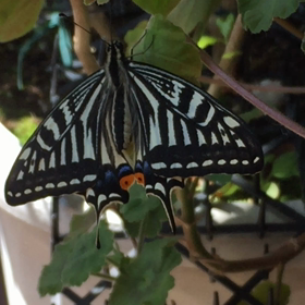 アゲハ蝶の画像