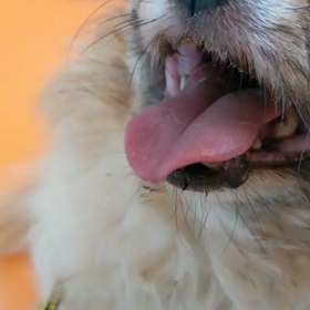 気管虚脱通院6の画像