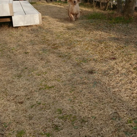 ドンッ～!犬(ー。ー#)の画像