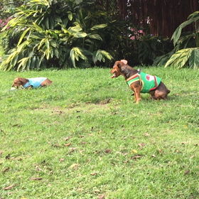 S市の朝 犬とおばちゃん体操の画像