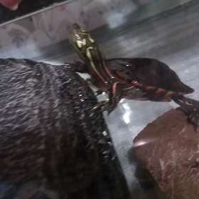 セスジローが、訴えてるから。の画像