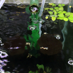 グフフな計画・流量続編  の画像