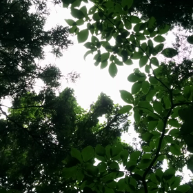 時雨テイルの画像