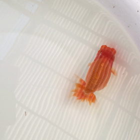 いけるかな？の画像