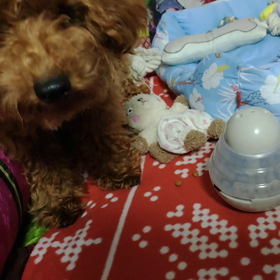 最近反抗期なレオちゃん・・☆の画像