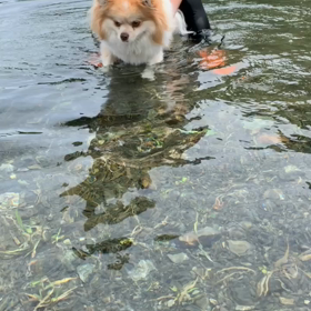 本栖湖で水遊び③の画像