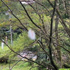 ★閲覧注意★謎の生物の画像