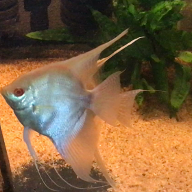 エンゼル  産卵前の画像