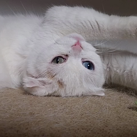 仰向けちゅちゅの画像