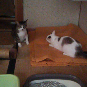 ライオ   対    福、、、の画像