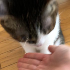 税金滞納延滞金！デールおて！おかわり！の画像