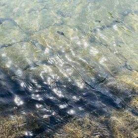 バクチャー満濃池に撒かせていただきました〜の画像