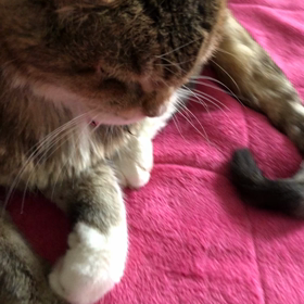 老猫⬛ネオン推定18〜19歳⁉️ボケながらも頑張ってます⬛の画像