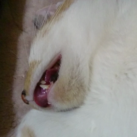 ジルちゃんの画像