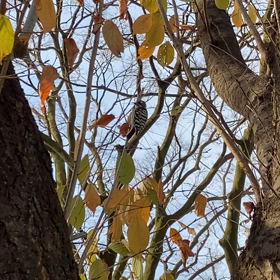 自然は癒しの画像