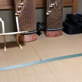 ハーフ？の画像