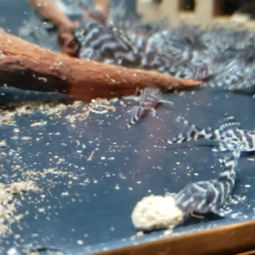 久々に投稿。の画像