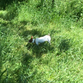 また水元公園への画像