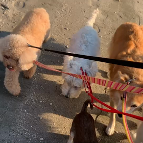 12月4日15わんこと1時間遠足　　お台場の画像