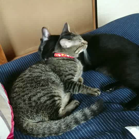 猫って。の画像