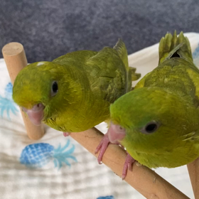 飛べるようになりました。の画像