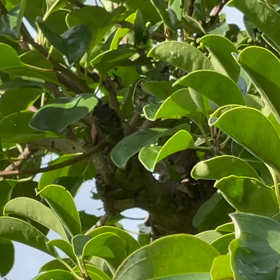 夏を感じるクマゼミの鳴き声の画像