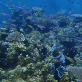 うみ情報 fromボラカイの画像