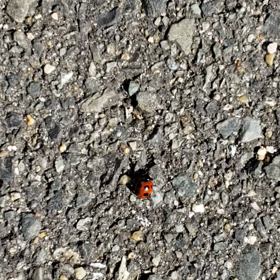 てんとう虫の画像