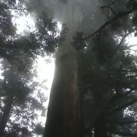 諭鶴羽神社⛩の画像
