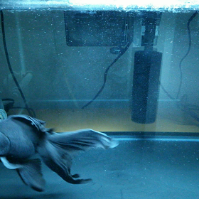 あれれ！？の画像