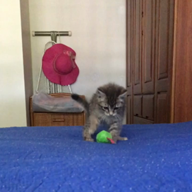 遊んでます(o^^o)の画像