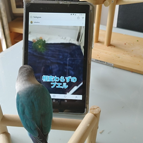 ミントのマイブームの画像