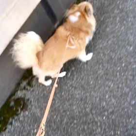 お泊まり　コテツくんの画像