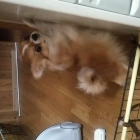 八時前クッキーの画像