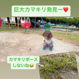 カマキリの画像