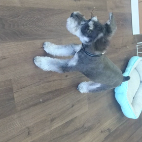 ハッスル～♪の画像