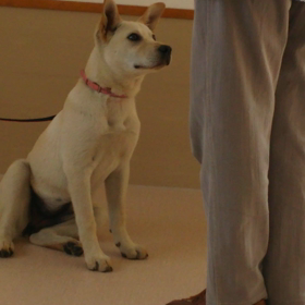 しつけ教室2回目の画像