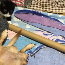 平九朗が遊ばれているの画像