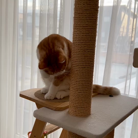 大掃除のツケの画像